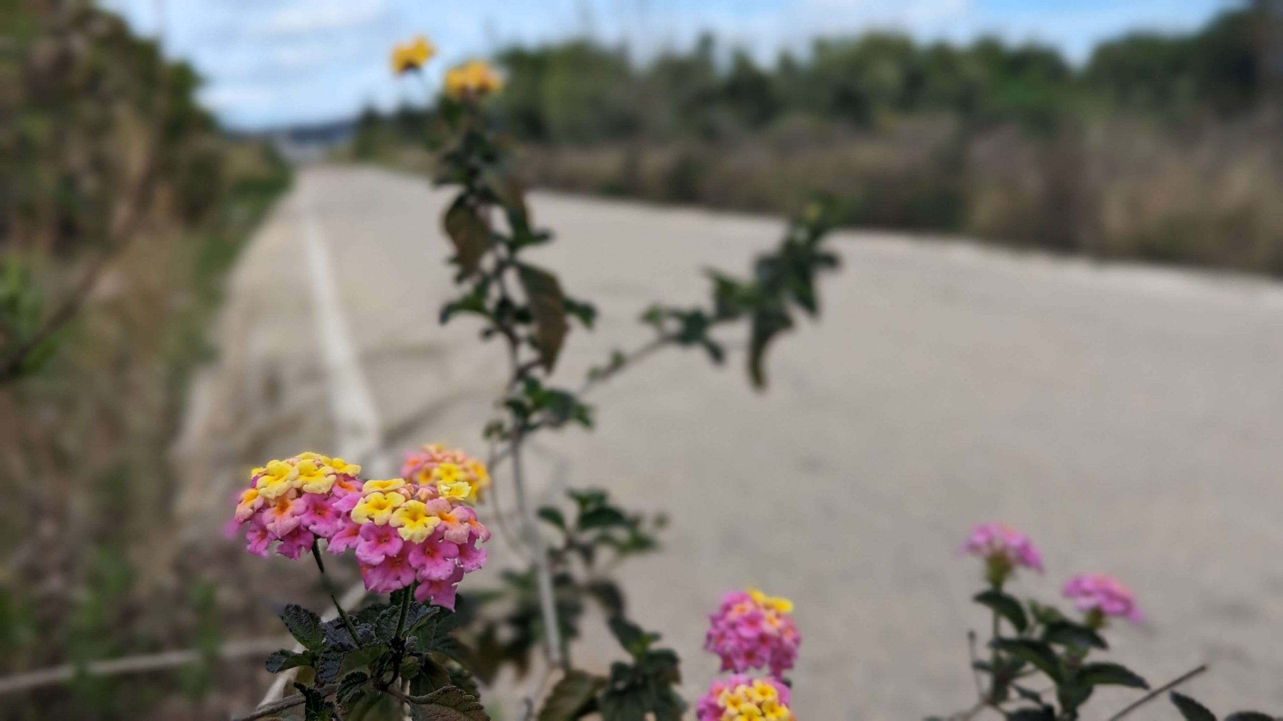 Flores Via Verde de la Safor scaled